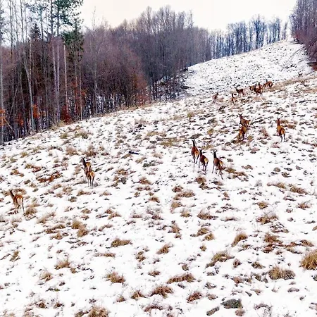 Mount - 365 Days Hot Outdoor Pool - Pensionat Valevtsi